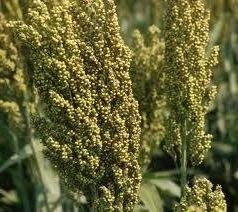 175 Semi di AW48 Topper 76-6:Seeds only von Generic