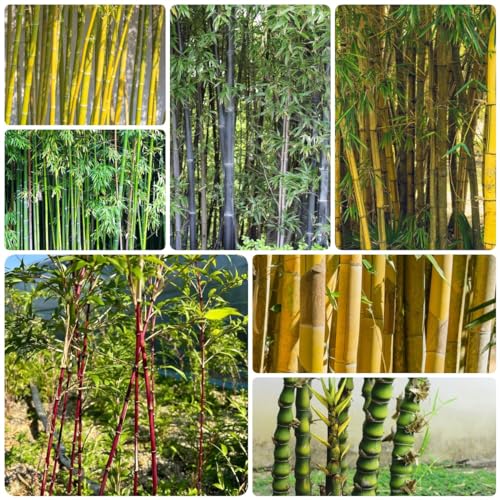 180 pcs bambus pflanze samen - gewächshaus balkon,Fargesia spathacea, bäume garten winterhart topfpflanzen draußen winterhart winterharte pflanzen für garten zimmerpflanze von Generic