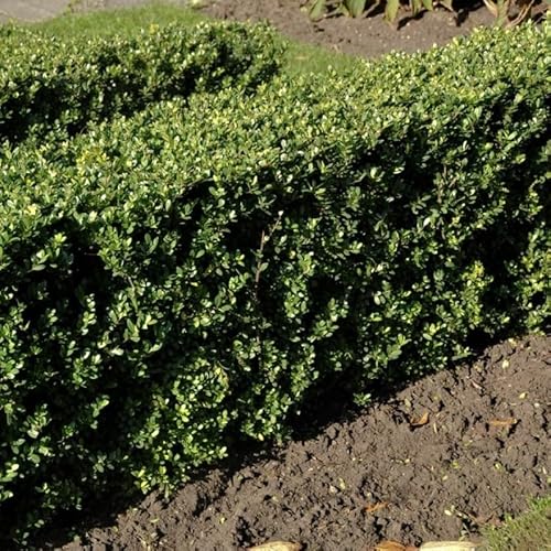 2 x Ilex crenata 'Dark Green' - Japanische Stechpalme in 2 Liter Topf (25-40 cm Höhe) von Generic
