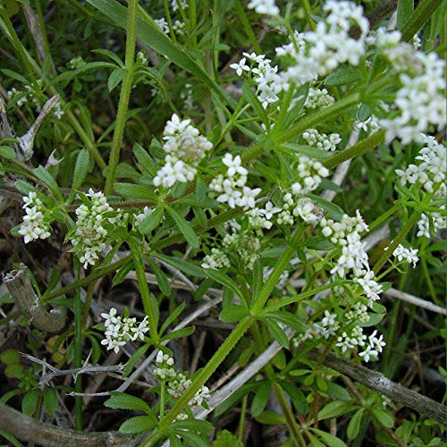 20+ Seeds: Cleavers Seeds (Galium aparine) capsule dei semi congelati von Generic