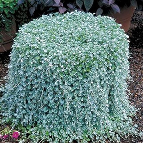 20 Dichondra Repens Silver Falls Emerald Falls Ground Cover Seeds in Hanging Baskets Very Creative Beautiful seedted Plants: Only seeds von Generic