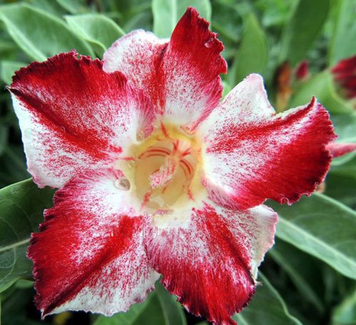 20 Fresh Seeds Adenium Obesum Desert Roses Rare www Leopard-Red-US : Seeds Only von Generic