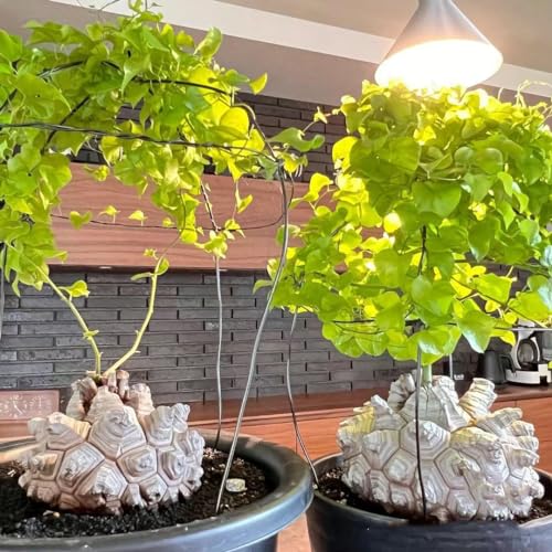 20 Pcs Dioscorea Elephantipes Samen - Kletterpflanzen Winterhart Schnellwachsend, Luftreinigende Zimmerpflanzen Kletterpflanzen Winterhart, Pflanzen Züchten, Echte Pflanzen Für Drinnen von Generic