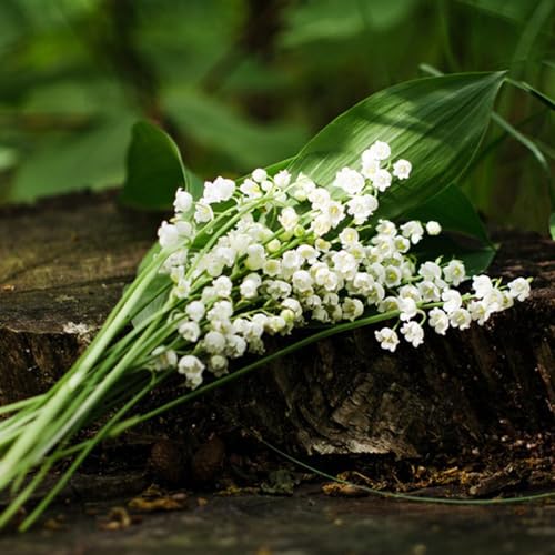 20 Pcs Maiglöckchen Kaufen Zwiebeln - Blühwiese Mehrjährig, Geschenk Garten (Convallaria Majalis) Flowers Decoration, Zimmerpflanzen Balkon Blumen, Pflanzen Züchten Blumenzwiebel, von Generic