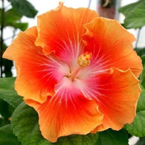 20 Seltene Halbgialli-Orangen-Hibiskus Cena gigante piatto floreale Giardino Esotico 20 Seltene Halbgialli-Orangen-Hibiskus Cena gigante piatto floreale Giardino Esotico von Generic