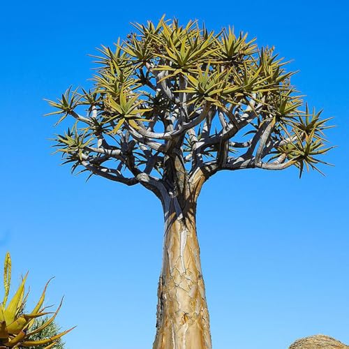 20 pcs Köcherbaum samen, garten geschenke für frauen, winterharte kübelpflanzen (Aloe dichotoma) zimmerpflanzen echt, balkonpflanzen minigewächshaus, nachhaltige geschenke für frauen von Generic