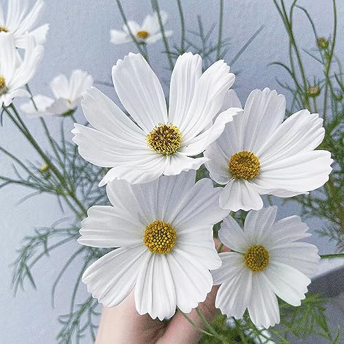 20 pcs cosmea samen bio - wildblumensamen,Cosmos bipinnata, winterfeste pflanzen für balkon blumenwiese samen saat winterharte pflanzen für garten dachbegrünung pflanzensamen von Generic