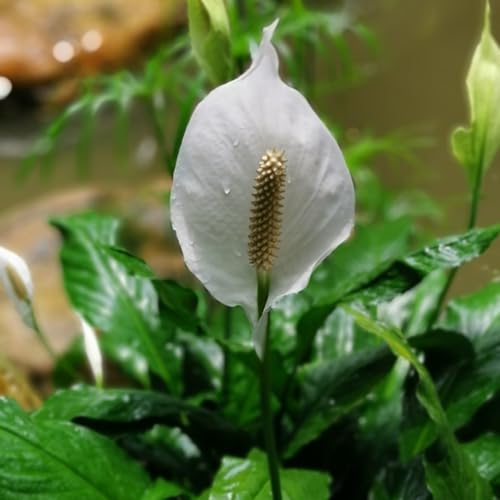 20 pcs einblatt zimmerpflanze samen, blumen samen, plants einblatt spathiphyllum winterharte blumen, garden blumenwiesensaat, balkongewächshäuser blumenbeet, steingartenpflanzen winterhart von Generic