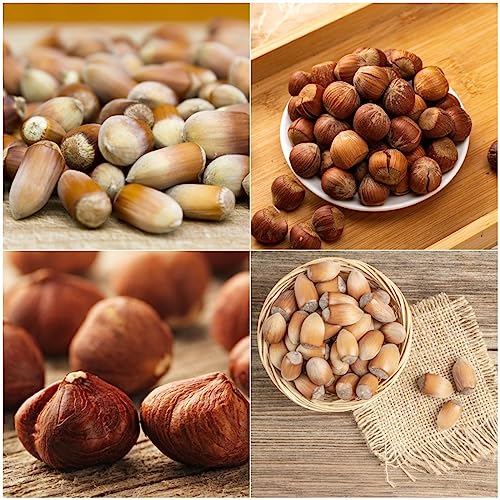 20 pcs haselnuss pflanze samen - nusse saatgut bio aussaat haselnussstrauch haselnüsse haselnussbaum Hazelnut, bonsai tree bio saatgut urban gardening dekoration wohnzimmer von Generic