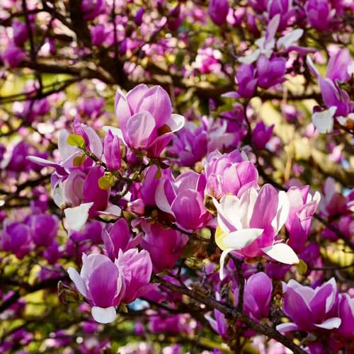 20 pcs magnolienbaum winterhart baum samen, deko wohnzimmer modern magnolien,Magnolia denudata,magnolie, nachhaltige geschenke kletterpflanzen wildblumensamen saat gartensamen nachhaltige von Generic