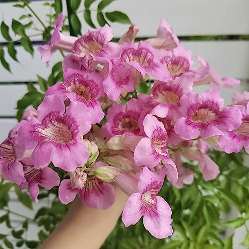 20 pcs trompetenblume samen, bodendecker winterhart wildblumensamen Campsis grandiflora,Kletterpflanzen balkonpflanzen winterhart mehrjährig balkon pflanze plant blumen deko mehrjährige von Generic