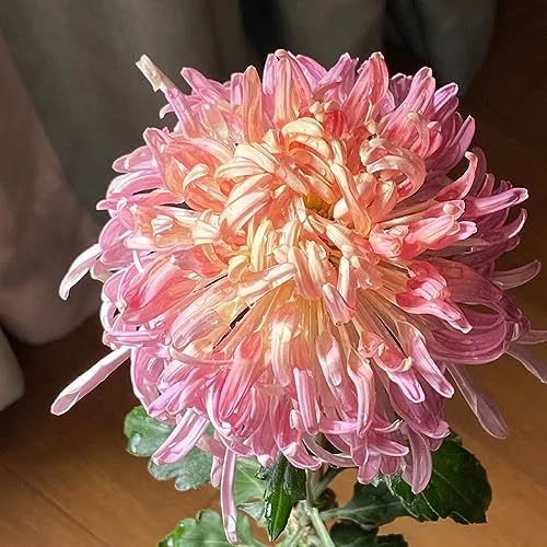 200 Pcs Chrysantheme Samen, Chrysanthemen Blumenwiese Samen,Frühlingsblumen (Chrysanthemum) Zimmerpflanzen Samen,Hochbeet Samen Exotische Pflanzen Winterhart,Seltene Pflanzen Kübelpflanze von Generic