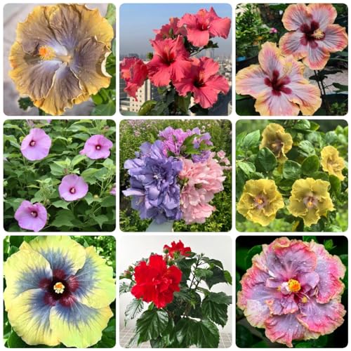 200 Pcs Hibiskus Pflanze Samen, Seltene Pflanzen, Wohnzimmer Deko Hibiskusblüten Bio Saatgut - Hibiscus Syriacus - Gartenblumen, Zimmerpflanzen Samen, Blütenmix Wildblumensamen, Hochbeet Sam von Generic