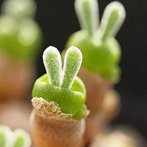 200 Samen Sukkulenten Samen Kaninchen Form Saatgut Monilaria Obconica Lithops Pflanzen Bunny Samen von Generic