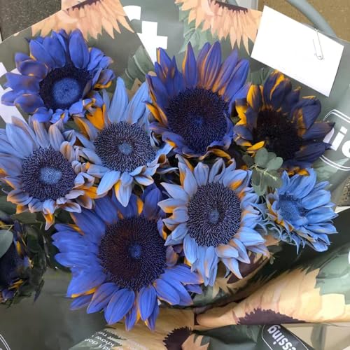 200 Stück sonnenblumen samen blau - Seltene Pflanzen serie - saat blumensamen balkon blumendeko steingartenpflanzen winterhart seeds blumenwiese mehrjährig bienenwiese saatgut bodendecker von Generic