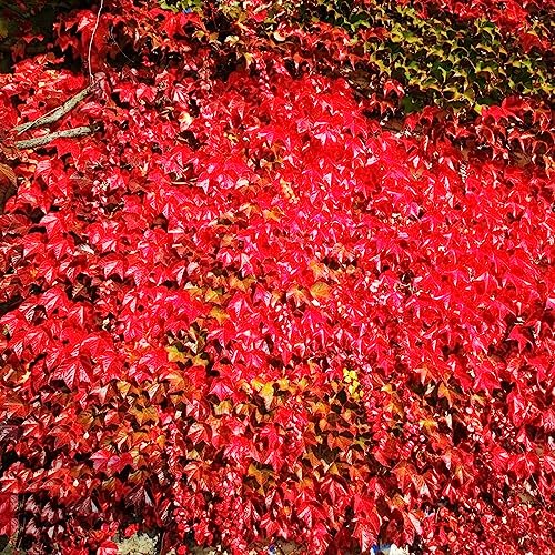 200 Stücke Efeu Samen Bodendecker, Efeutute, Ivy Vines Pflanzen Hängend, Ranke Kletterpflanzen (Hedera Nepalensis) Efeu Samen Winterhart, Balkon Pflanzen, Exotische Samen Steingartenpflanzen von Generic