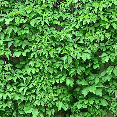 200 Stücke efeu samen mehrjährig, Efeutute, Ivy Vines balkonpflanzen winterhart mehrjährig (Hedera nepalensis) efeu samen winterhart, winterharte pflanzen für balkon hängepflanzen, von Generic