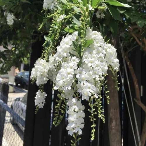 200 pcs Duranta erecta samen, wildblumen, winterharte stauden blumenbeet, steingartenpflanzen winterhart blumensamen mehrjährig winterhart, seeds blumen balkon, bonsai samen blumen von Generic