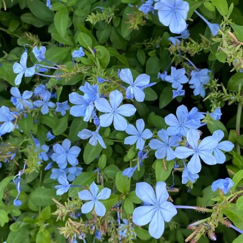 200 pcs Plumbago Auriculata samen, ostergeschenk, pflanzen balkon, bleiwurz pflanze (Ceratostigma plumbaginoides) bienenweide, topfpflanzen für draußen frühlingsblumen, kletterpflanze von Generic