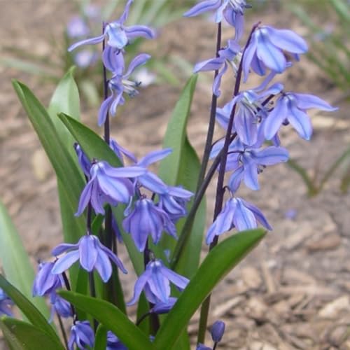 200 pcs blausternchen samen, sibirischer blaustern, topfpflanzen für draußen, garten-geschenke (Scilla siberica) saatgut, pflanzen samen indoor blumensamen als gastgeschenk, geschenk von Generic