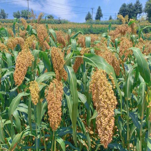 200 pcs sorghum samen, samen gemüse alte sorten, balkonpflanzen winterhart (Sorghum bicolor) seeds, garten pflanzen gemüsesamen bio, balkon beet bio gemüsesamen, bonsai samen hochbeet von Generic