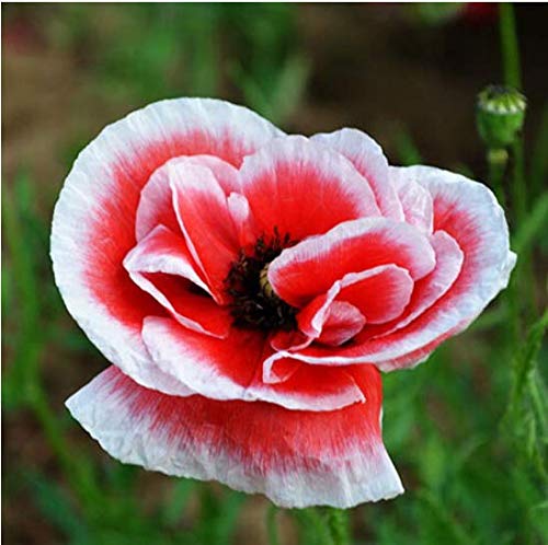 200Pcs Persian Blue py n w Töpfe Bonsai Seed Saatgarten Home 16 Rare : Seeds Only 200Pcs Persian Blue py n w Töpfe Bonsai Seed Saatgarten Home 16 Rare : Seeds Only von Generic