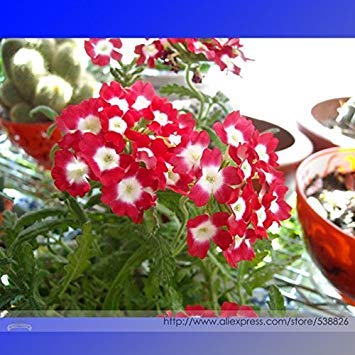 2018 Kakii' Red Rose Verbena Hybrida con i Semi di White Spot Fiore, Professional Service Pack, 50 Semi/Pack, Lunga fioritura Fiori:Seeds Only 2018 Kakii' Red Rose Verbena Hybrida con i Semi di White Spot Fiore, Professional Service Pack, 50 Semi/Pack, Lunga fioritura Fiori:Seeds Only von Generic
