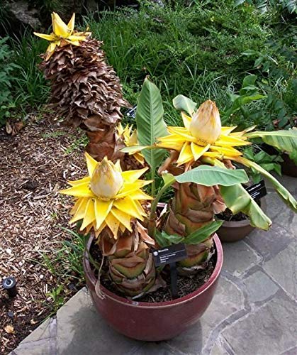 20Pcs Musella lasiocarpa Bonsai Nano Banane Golden Lotus pianta da frutto Bella von Generic