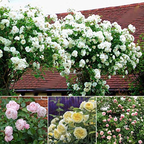 20Pcs: 20 / 50Pcs Garten Balkon Schöne Bonsaipflanzen Kletterrose Seeds C1My: Seeds not a live plants 20Pcs: 20 / 50Pcs Garten Balkon Schöne Bonsaipflanzen Kletterrose Seeds C1My: Seeds not a live plants von Generic