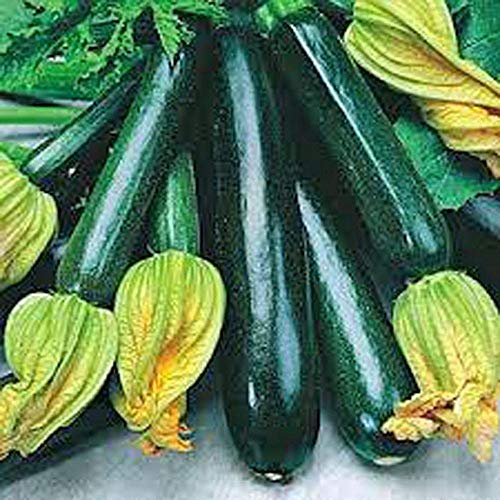 20Pcs: 20 / 50Pcs Garten Balkon Schöne Bonsaipflanzen Kletterrose Seeds C1My:Seeds Only 20Pcs: 20 / 50Pcs Garten Balkon Schöne Bonsaipflanzen Kletterrose Seeds C1My:Seeds Only von Generic