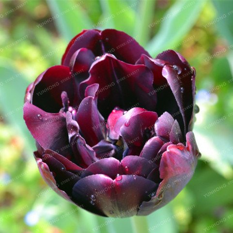22: Hot 10 Stücke Doppel Tulpe Samen Seltene Blumen Samen Mehrjährige Bonsai Pflanze Geschenk Für Hausgarten Hof Verschönern : Seeds Only von Generic