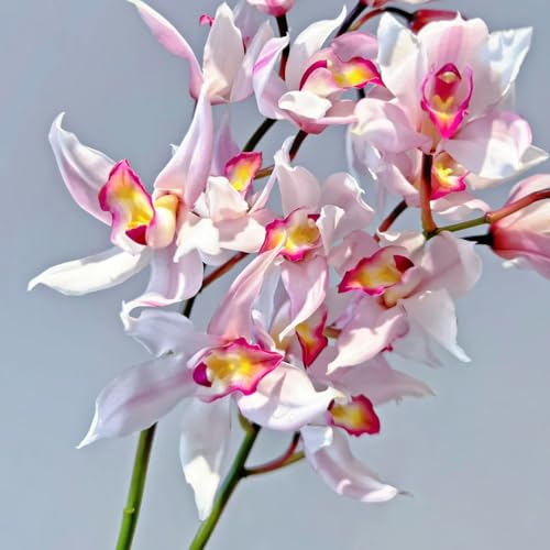 220 pcs cymbidium orchidee samen blumensamen, garten (Cymbidium hybrid) balkon blumen, ostern geschenke samen blumenwiese, garten geschenke für frauen outdoor pflanzen, exotische pflanzen von Generic