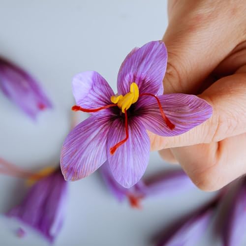 25 pcs krokusse zwiebeln winterhart mehrjährig, crocus sativus, zwiebel geschenke für gartenfreunde, safran krokus zwiebeln kaufen knollen blumen geschenk, bienenfreundliche blumen von Generic