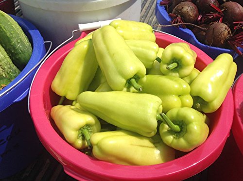 25 semi Cubanelle pepe. Frittura & Ripieno Pepper. Premium USA cimeli von Generic