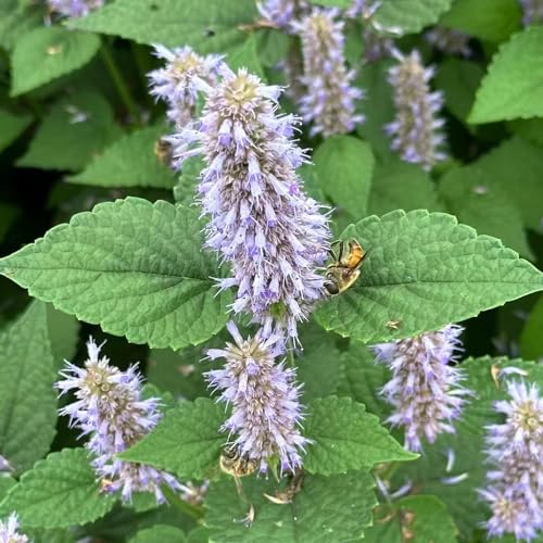 250 pcs Patchouli samen - herbal gartenarbeit exotische,Pogostemon Cablin, küchenkräuter vegetable seeds bohnenkraut pflanze alte gemüsesorten samen pflanzensamen herbs pflanztopf von Generic