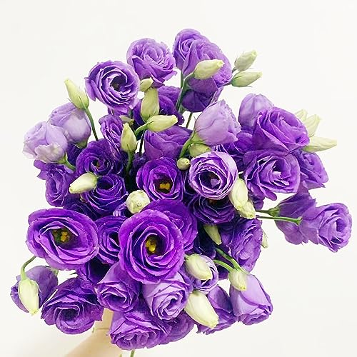 250 pcs eustoma pflanzen samen - saat winterharte pflanzen für garten Eustoma grandiflorum,lisianthus flower winterfeste pflanzen für garten pflanzensamen geschenke für gartenliebhaber von Generic