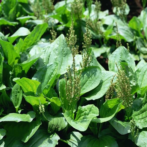 250 pcs spitzwegerich samen bio - herbs topfpflanzen draußen winterhart,Plantago lanceolata, dekoration garden ausgefallene geschenke exotische kleine geschenke pflanzenkübel von Generic