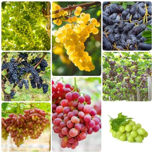 250 pcs weinreben samen - baumsamen dachbegrünung bohnenkraut pflanze,trauben kernlos,weintrauben bio pflanzen,Vitis vinifera, bonsai tree indoor garten geschenk pflanzendeko bäume von Generic