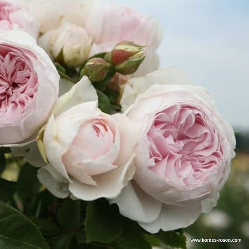 2x Parfuma Duftrose 'Herzogin Christiana'® - Kordes Parfuma® roos - Plant-o-fix -Topf von Generic