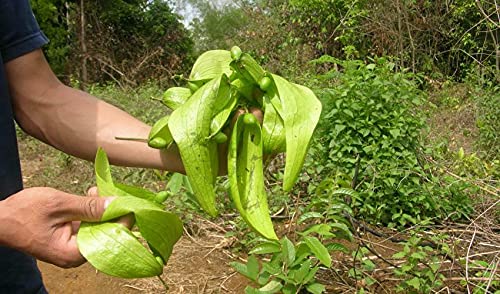 3 Semi di Sterculia Lychnophora - SCAPHIUM AFFINE - Malva Nut:Seeds Only von Generic