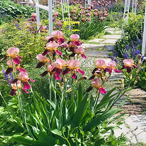 3 Stück schwertlilie gladiolen schwertlilien knollen rot zwiebeln winterhart mehrjährig Iris bienenweide urban gardening bienenfreund pflanzendeko wildblumen kübelpflanzen frühblüher zwiebeln von Generic