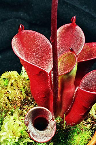 3 semi di piante Heliamphora Pulchella rosse von Generic