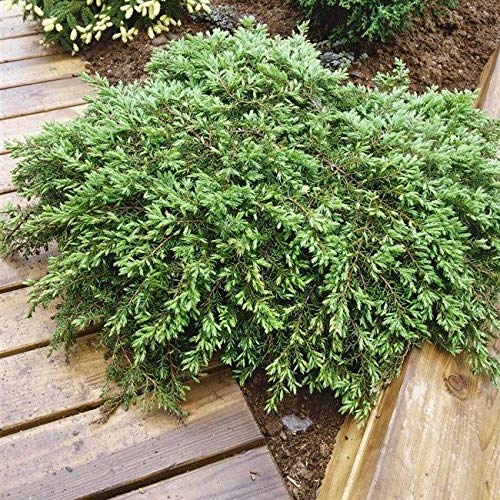 30–40 cm: Kriechwacholder „Green Carpet“ Juniperus Communis. Bodendecker in verschiedenen Größen 30–40 cm: Kriechwacholder „Green Carpet“ Juniperus Communis. Bodendecker in verschiedenen Größen von Generic