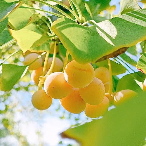 30 pcs Ginkgo Baum Samen Bonsai, Nachhaltige Geschenke Für Frauen Ginkgo Biloba Samen, Sukkulenten Samen Seed, Winterharte Kübelpflanzen Bonsai Topf, Saatgut Alte Sorten Garten Geschenk, von Generic