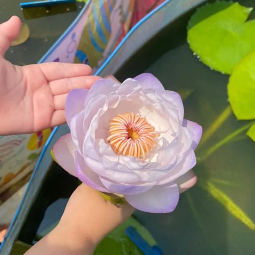 30 pcs lotus samen winterhart, seerosen pflanzen, pflanzen balkon, stauden winterhart seerosen für teich - Nymphaea - exotische pflanzen, bienenweide aquarien, schwimmpflanzen aquarium von Generic