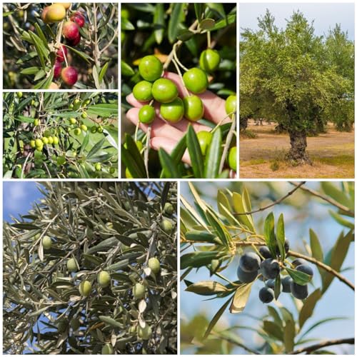 30 pcs olivenbaum winterhart samen, obst, pflanzen, Olea europaea, zwergobstbäume, zimmerpflanze bonsai samen, samen zimmerpflanzen seed, balkonpflanzen säulenobstbäume, garten grünpflanzen von Generic