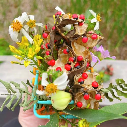 30 pcs paternostererbse kaufen samen, balkon blumen, ostern geschenke (Abrus precatorius) wildblumen, winterharte stauden blumensaat, balkonpflanzen winterhart mehrjährig blumen pflanzen, von Generic