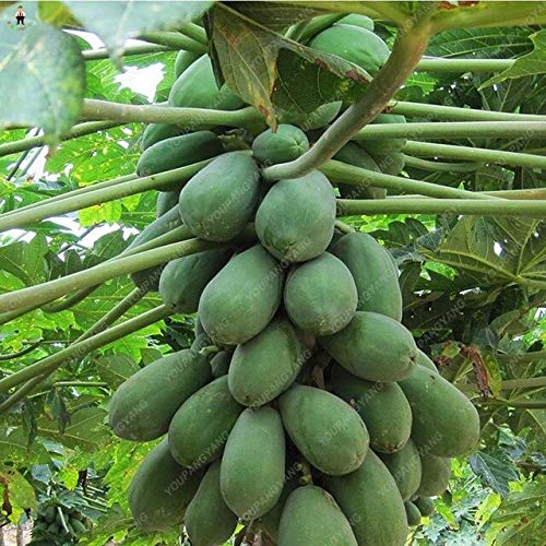30 pieces Dolce Maradold Papaya Bonsai Outdoor Dining Seibles The Juicy Fruit Jardin Heirarloom Garden Organic Dwarf Fruit Plants Tree: 11: Seeds Only : Seeds Only von Generic