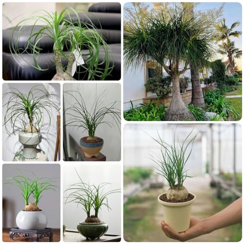 300 Pcs Elefantenfuß Pflanze Samen - Beaucarnea Recurvata - Bonsai Samen, Nachhaltige Geschenke Für Frauen Beaucarnea Samen, Kletterpflanzen Winterhart, Pflanzen Hängend, Seltene Pflanzen von Generic