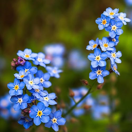 300 Pcs Vergissmeinnicht Samen - Myosotis Alpestris - Wildblumensamen Mehrjährig Winterhart Vergiss Mein Nicht Samen, Gartendeko Für Draußen Zimmerpflanzen Samen Gartenblumen Bonsai von Generic